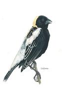 Image of: Dolichonyx oryzivorus (bobolink)