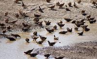 Image of: Syrrhaptes paradoxus (Pallas's sandgrouse)