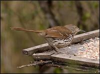 Image of: Toxostoma longirostre (long-billed thrasher)