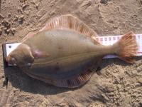 Platichthys flesus - European Flounder