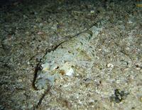Cymbacephalus beauforti