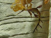 Phyllopteryx taeniolatus - Weedy Seadragon