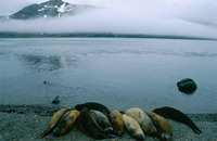 Photo: Elephant Seal