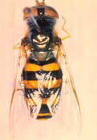 Syrphid fly