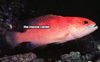 Louti Cherry Grouper, Variola albimarginata