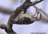 Grey-capped Pygmy Woodpecker - Dendrocopos canicapillus