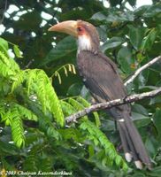 Brown Hornbill - Anorrhinus tickelli