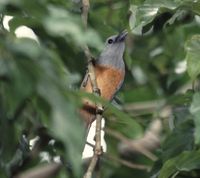 Island Monarch - Monarcha cinerascens