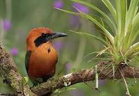 Rufous Motmot (Baryphthengus martii) photo