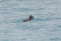 Flying Steamerduck - Tachyeres patachonicus