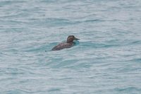 Flying Steamerduck - Tachyeres patachonicus