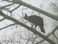 Ornate Hawk-Eagle - Spizaetus ornatus