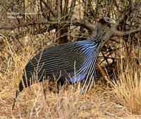 Vulturine Guineafowl - Acryllium vulturinum