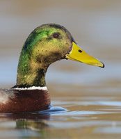 Mallard (Anas platyrhynchos) photo