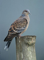 Oriental Turtle-Dove (Streptopelia orientalis) photo