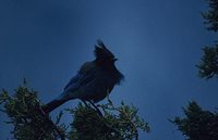 Steller's Jay (Cyanocitta stelleri) photo