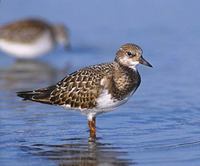 Ruddy Turnstone (Arenaria interpres) photo