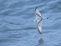 Thin-billed (Slender-billed) Prion (Pachyptila belcheri) photo