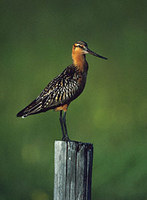 Bar-tailed Godwit (Limosa lapponica) photo