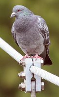 Rock Pigeon - Columba livia