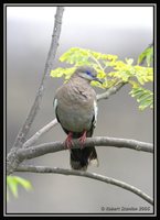 Pacific Dove - Zenaida meloda