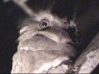 Philippine Frogmouth - Batrachostomus septimus