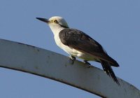 White Woodpecker - Melanerpes candidus