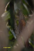 Planalto Woodcreeper - Dendrocolaptes platyrostris