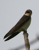 Tree Swallow - Tachycineta bicolor