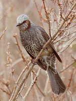 Brown-eared Bulbul - Ixos amaurotis