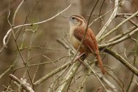 Carolina Wren - Thryothorus ludovicianus