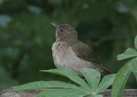 Black-billed Thrush - Turdus ignobilis