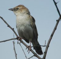 Bristled Grassbird - Chaetornis striatus