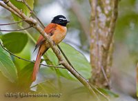 Black-and-cinnamon Fantail - Rhipidura nigrocinnamomea
