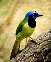 Green Jay - Cyanocorax yncas