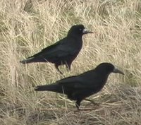 Rook - Corvus frugilegus