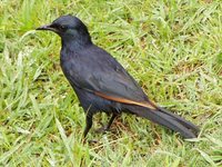 Red-winged Starling - Onychognathus morio