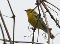 Blue-winged Warbler - Vermivora pinus