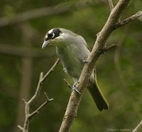 Black-crowned Palm-Tanager - Phaenicophilus palmarum