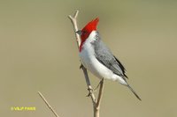 Red-crested Cardinal - Paroaria coronata