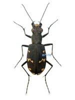 아이누길앞잡이 - Cicindela gemmata gemmata