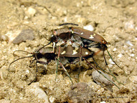 아이누길앞잡이 - Cicindela gemmata gemmata