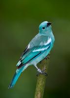 Blue-grey tanager