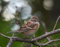 American Tree Sparrow