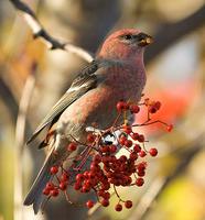 pine Grosbeak