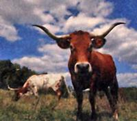 Another Texas Longhorn Bull