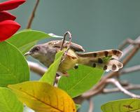 Bar-winged Prinia (Prinia familiaris)