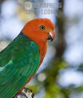 Australian native bird red and green king parrot in the wild D645 stock photo