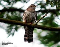 indian cuckoo