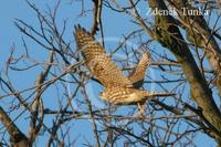 Dremlik tundrovy (Falco columbarius)